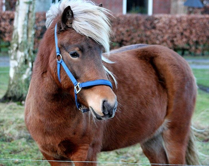 Islænder Stássa fra Søgård billede 8