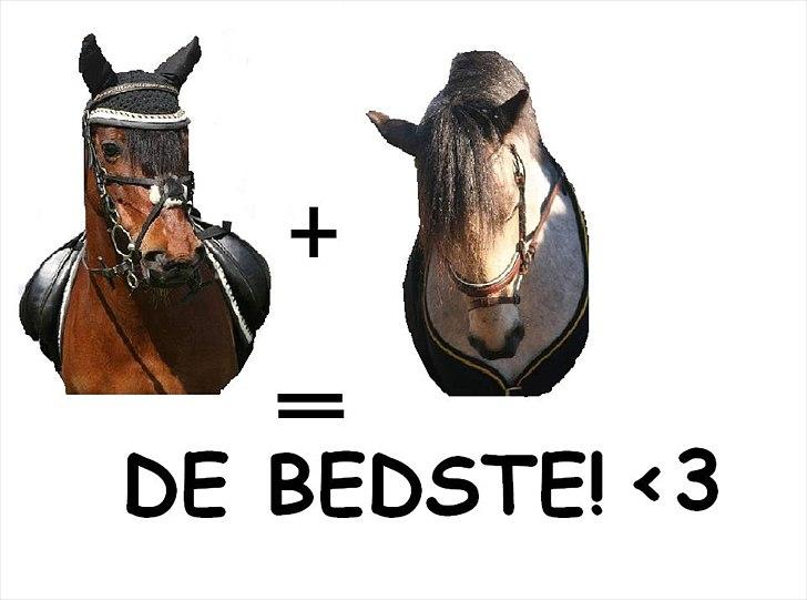 Anden særlig race LoverGirl [savnet] - Lover girl & "Irish spirit" billede 12