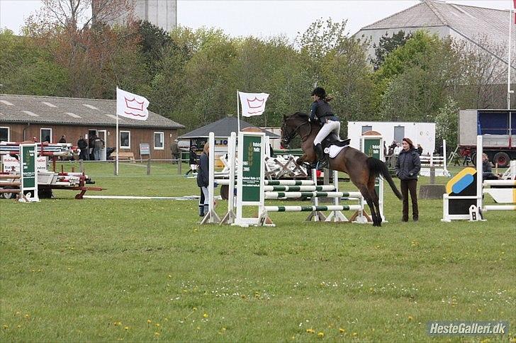 Welsh Pony af Cob-type (sec C) *victoria madly - lb i sdr.hygum billede 13