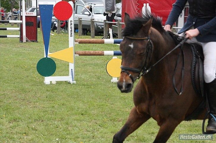 Welsh Pony af Cob-type (sec C) *victoria madly - la i sdr,hygum total victoria style;D billede 14