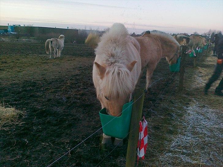 Fjordhest Max billede 1