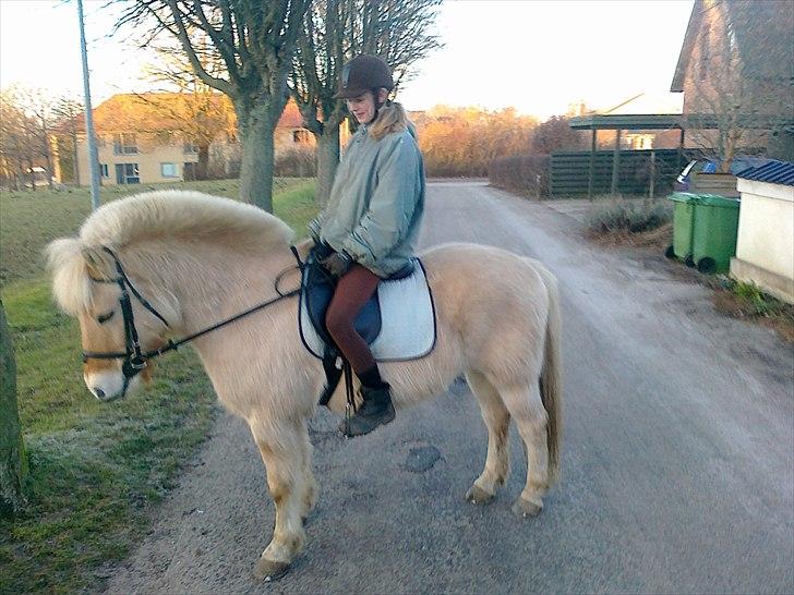Fjordhest Max billede 2