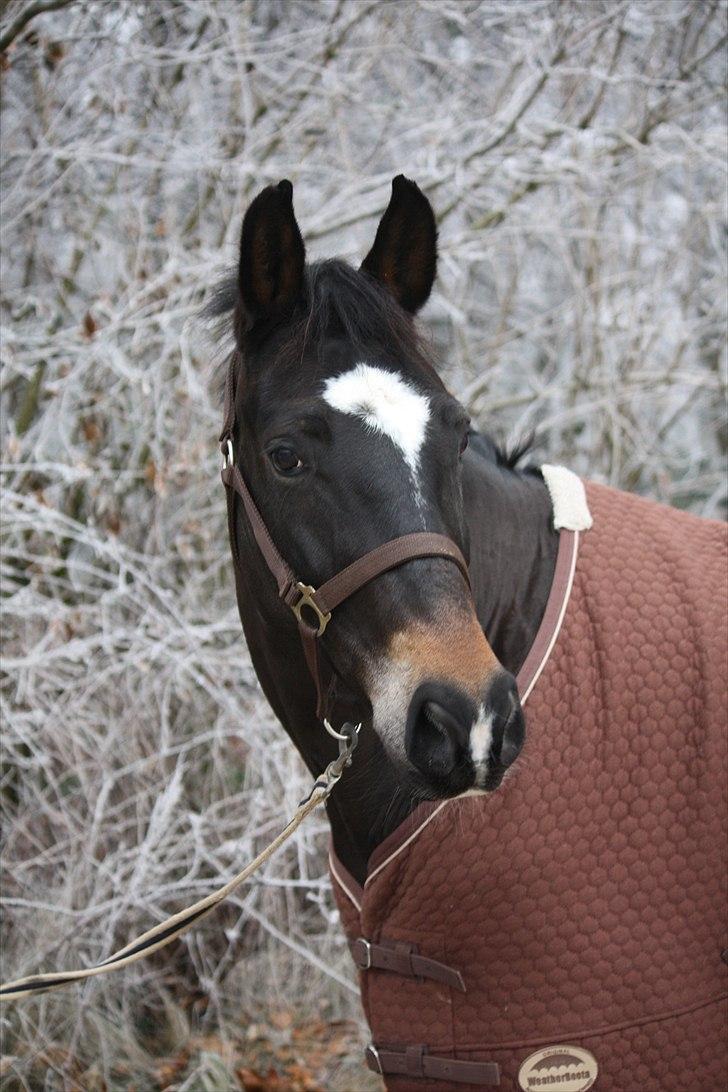 New Forest søndermarkens zidan!<3 *B-PONY* (solgt) - #5#  Vinter fotoshoot :)
fotograf: Mette Thomsen billede 5