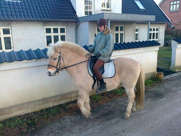 Fjordhest Max billede 3