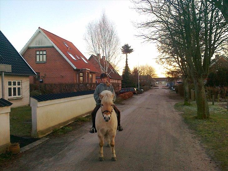 Fjordhest Max billede 4