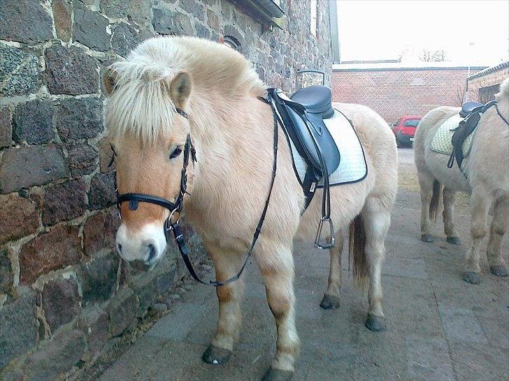 Fjordhest Max billede 5