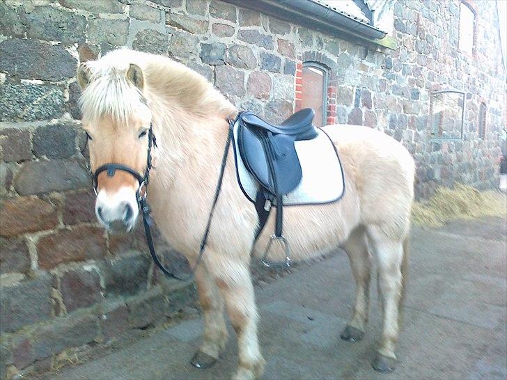 Fjordhest Max billede 6