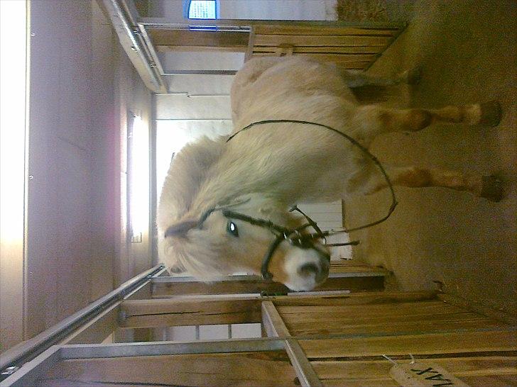 Fjordhest Max billede 7