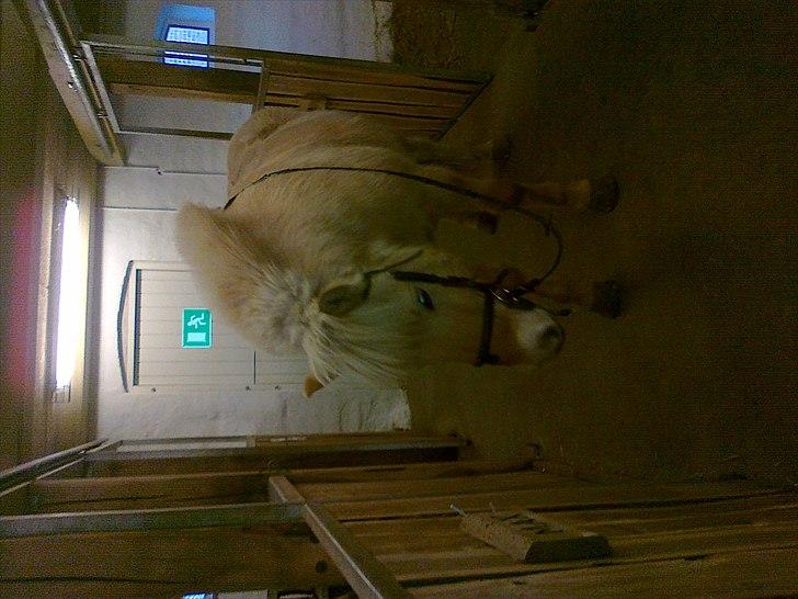 Fjordhest Max billede 8