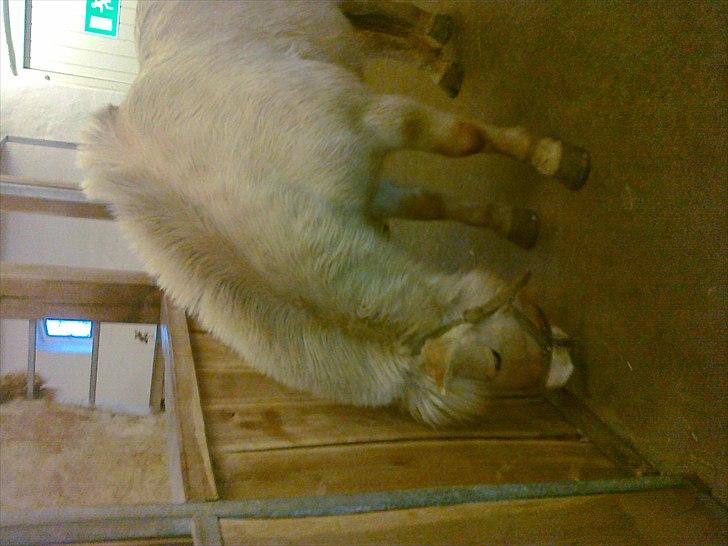 Fjordhest Max billede 9