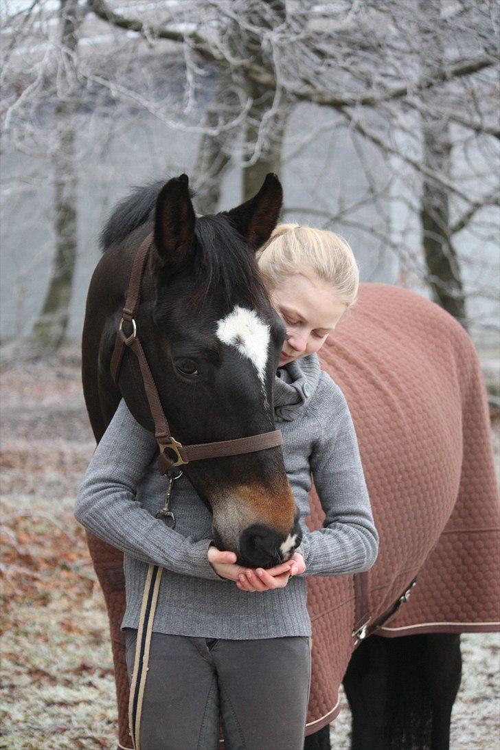 New Forest søndermarkens zidan!<3 *B-PONY* (solgt) - #5# Vinter fotoshoot :) 
fotograf: Mette Thomsen billede 6