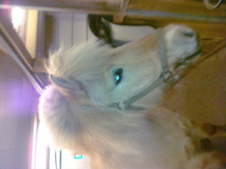 Fjordhest Max billede 10