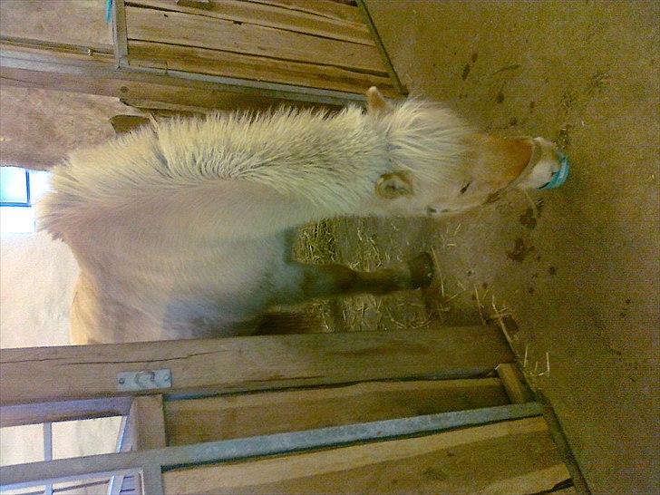 Fjordhest Max billede 11