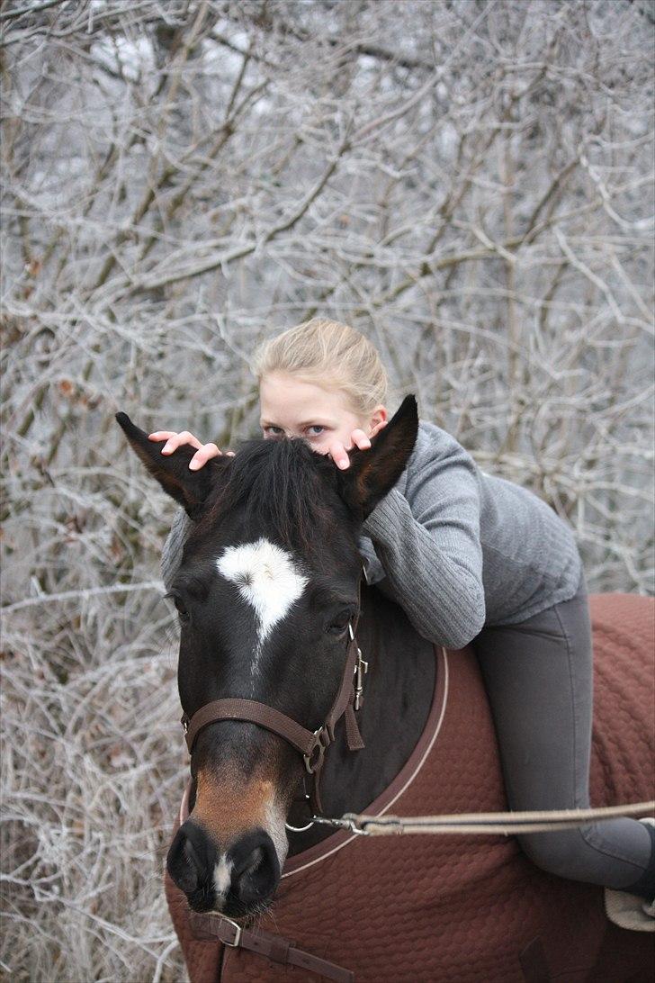 New Forest søndermarkens zidan!<3 *B-PONY* (solgt) - #7# vinter fotoshoot :)
fotograf: Mette Thomsen  billede 7