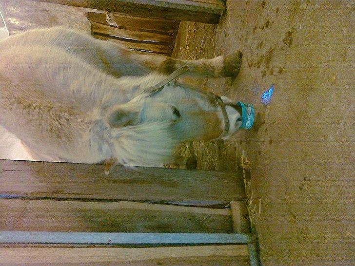 Fjordhest Max billede 12