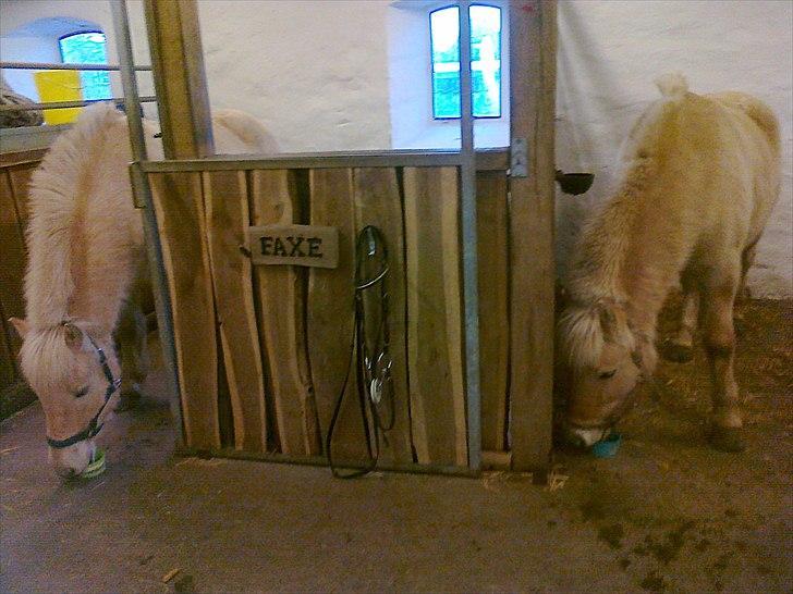 Fjordhest Max billede 13