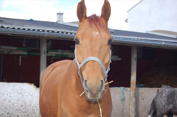 Dansk Varmblod No rain to day Frede - Smukke Frede billede 19