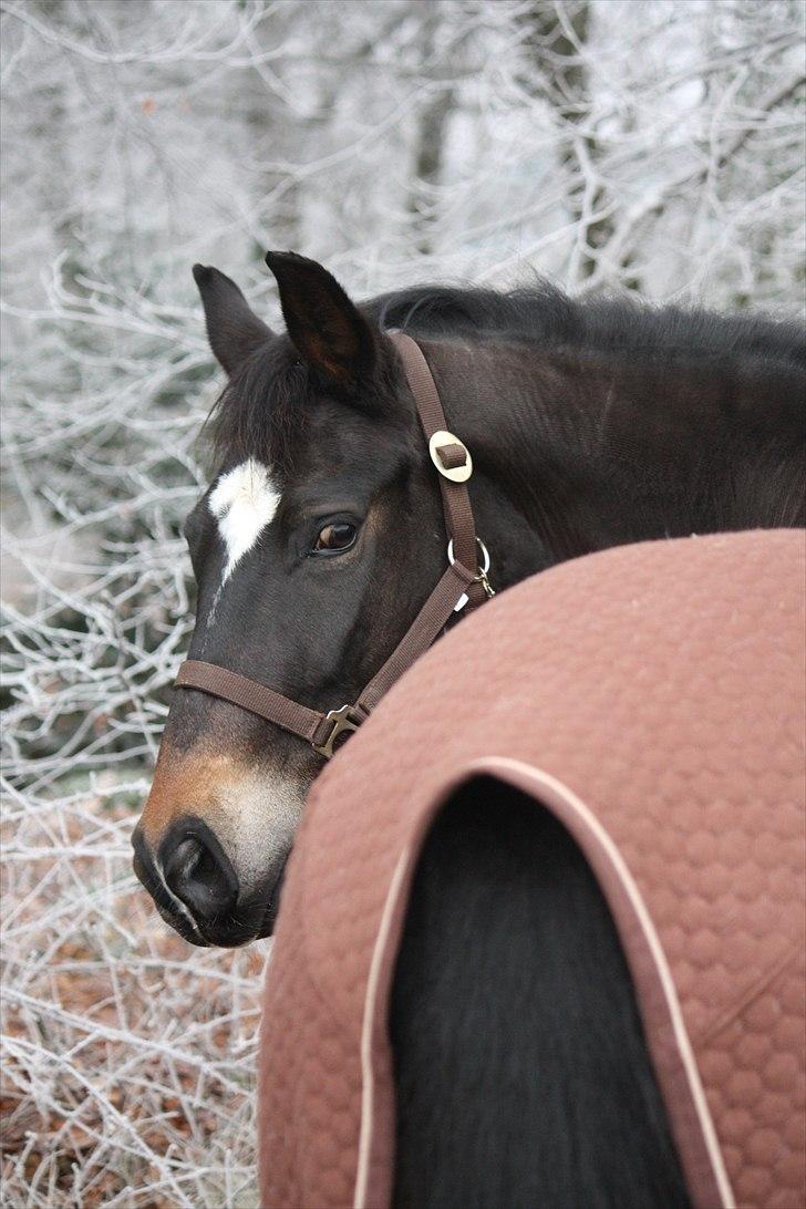 New Forest søndermarkens zidan!<3 *B-PONY* (solgt) - #19# når enden er god er alting godt! 
fotograf: Mette Thomsen billede 19