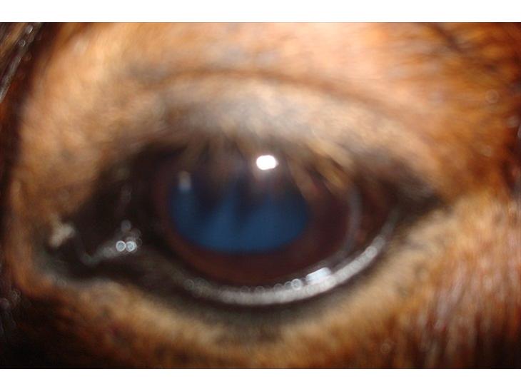 {{currentPhoto.altText}} billede {{currentPhoto.number}}