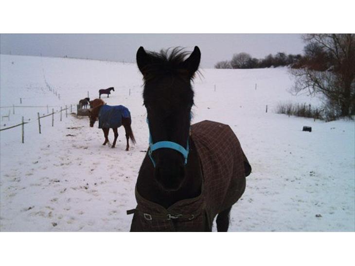 {{currentPhoto.altText}} billede {{currentPhoto.number}}