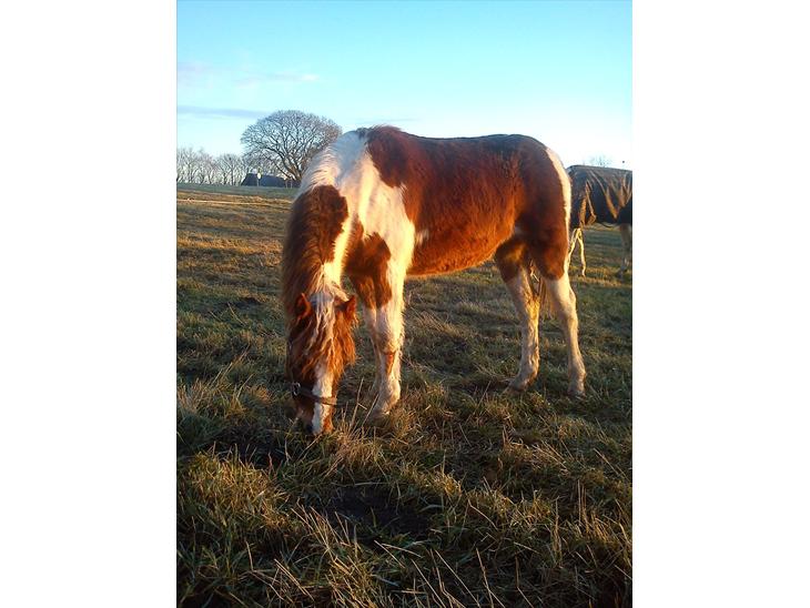 {{currentPhoto.altText}} billede {{currentPhoto.number}}