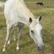 Anden særlig race  Spirit "R.I.P"