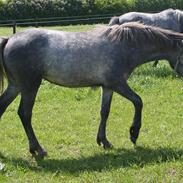 Connemara Rhinstrøm's Peachy Pearl