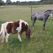 Connemara Rhinstrøm's Peachy Pearl