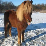 Islænder Sævar fra GL. Essendrup R.I.P