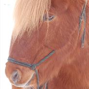 Islænder Sævar fra GL. Essendrup R.I.P