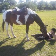 Polsk Varmblod gracjan