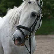Anden særlig race Robin