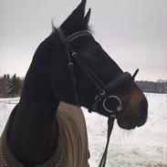 Oldenborg Luna af stutt. Korskær