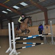 Anden særlig race Paddys last chance (solgt)