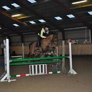 Anden særlig race Paddys last chance (solgt)