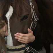 Anden særlig race Red Lady