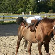 Anden særlig race Red Lady