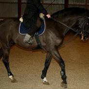 Anden særlig race Midas