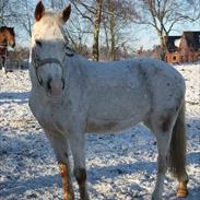 Anden særlig race Lotte<'3 *passer*