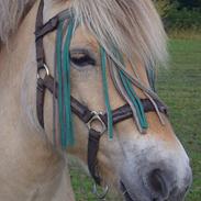 Anden særlig race Oliver