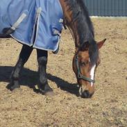 Anden særlig race Gabriella (Gabi)