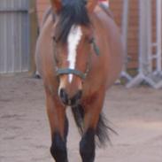 Anden særlig race Gabriella (Gabi)