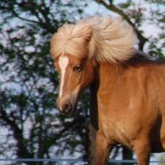 Islænder Djürfung fra Fårup