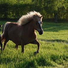 Islænder Djürfung fra Fårup