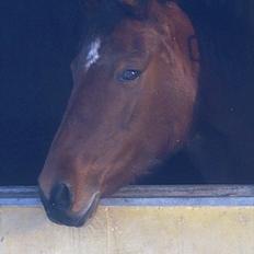 Anden særlig race Dreamcatcher