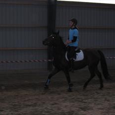 Anden særlig race Dreamcatcher