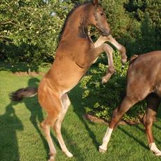 Dansk Varmblod Mi Diór