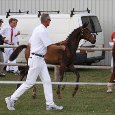 Dansk Varmblod Mi Diór