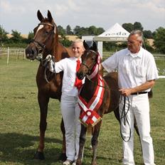 Dansk Varmblod Mi Diór