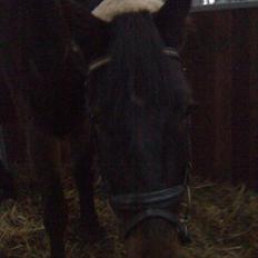 Dansk Varmblod Don lucifer di maltractare